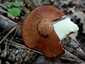 Szemcsésnyelű fenyőtinóru (Suillus granulatus), Pilis